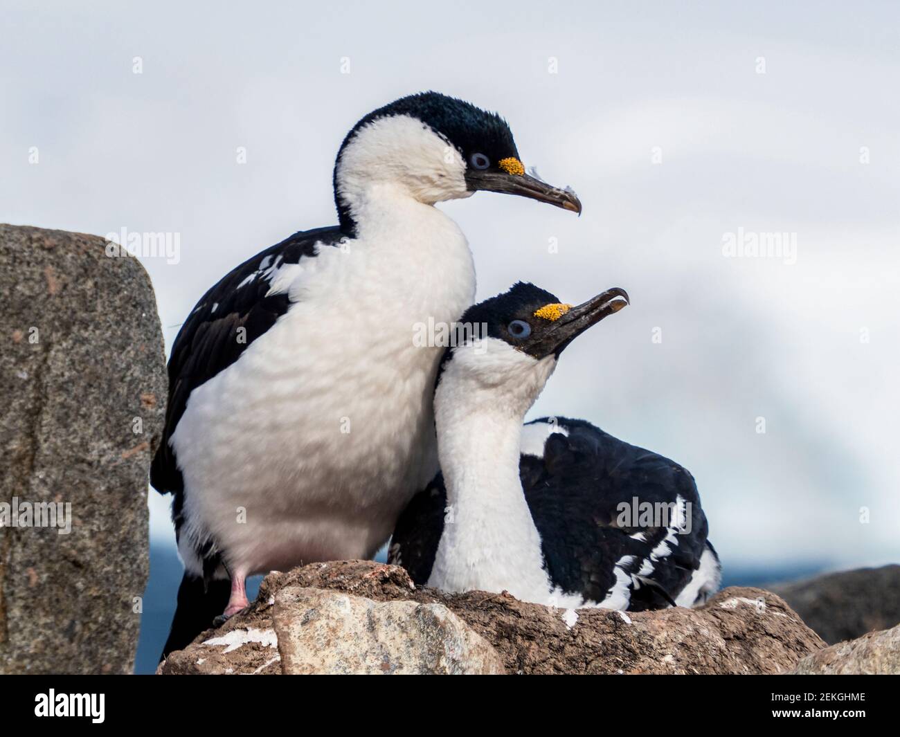 Due scacchi dagli occhi blu, Jugla Point, vicino a Port Lockroy, Antartide Foto Stock