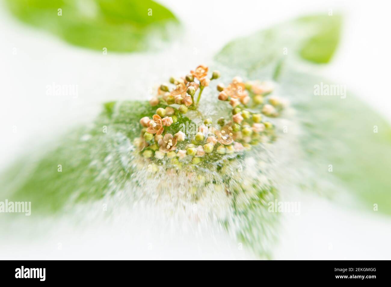 WA19307-00...WASHINGTON - una fioritura iniziale dei fiori di Cascara che si staccano dal ghiaccio. Fotografato con un Lensbaby Sweet Spot 50. Foto Stock