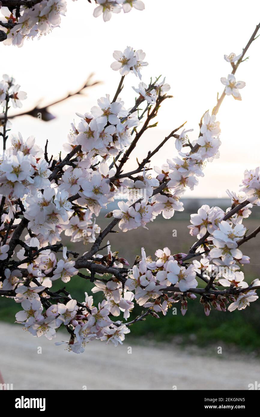 fiore di mandorle in primavera (prunus dulcis) Foto Stock
