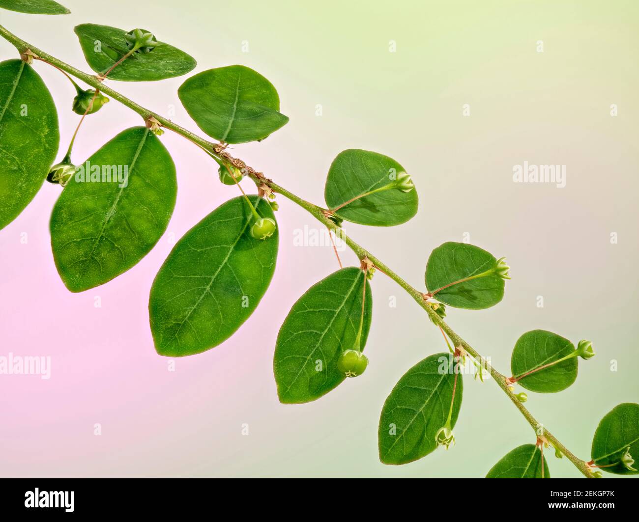 Primo piano di pianta verde con foglie Foto Stock