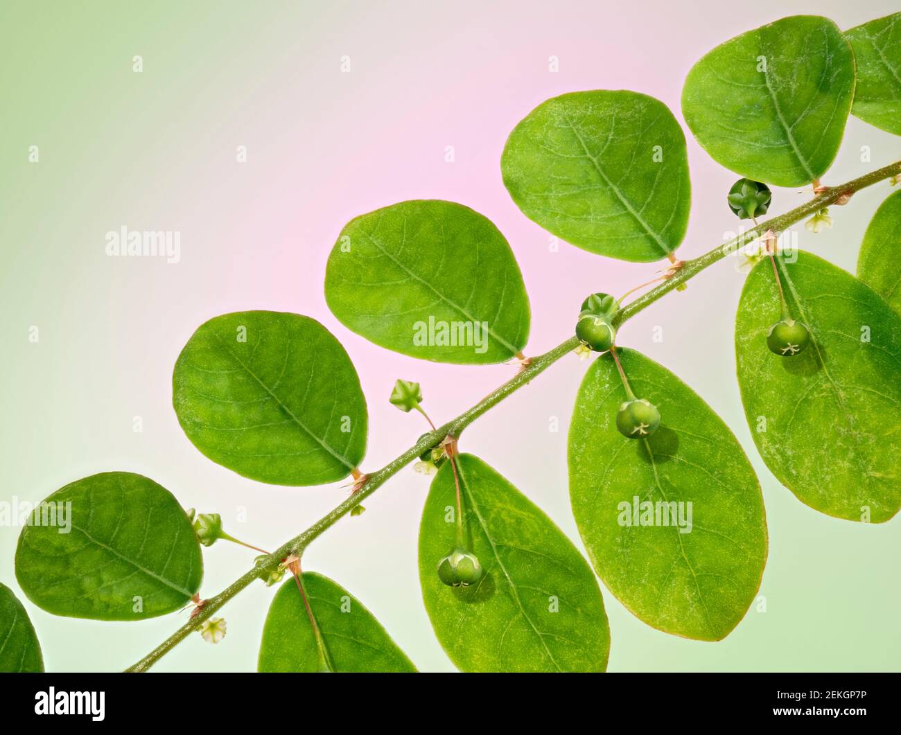 Primo piano di pianta verde con foglie Foto Stock