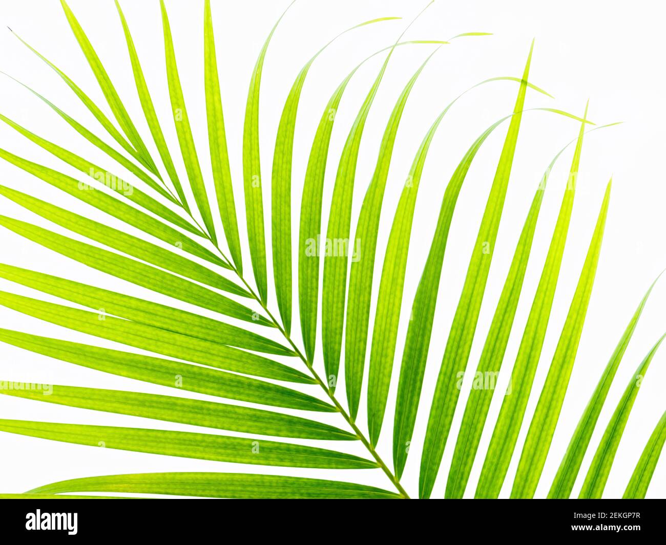 Foglie di palma su sfondo bianco Foto Stock