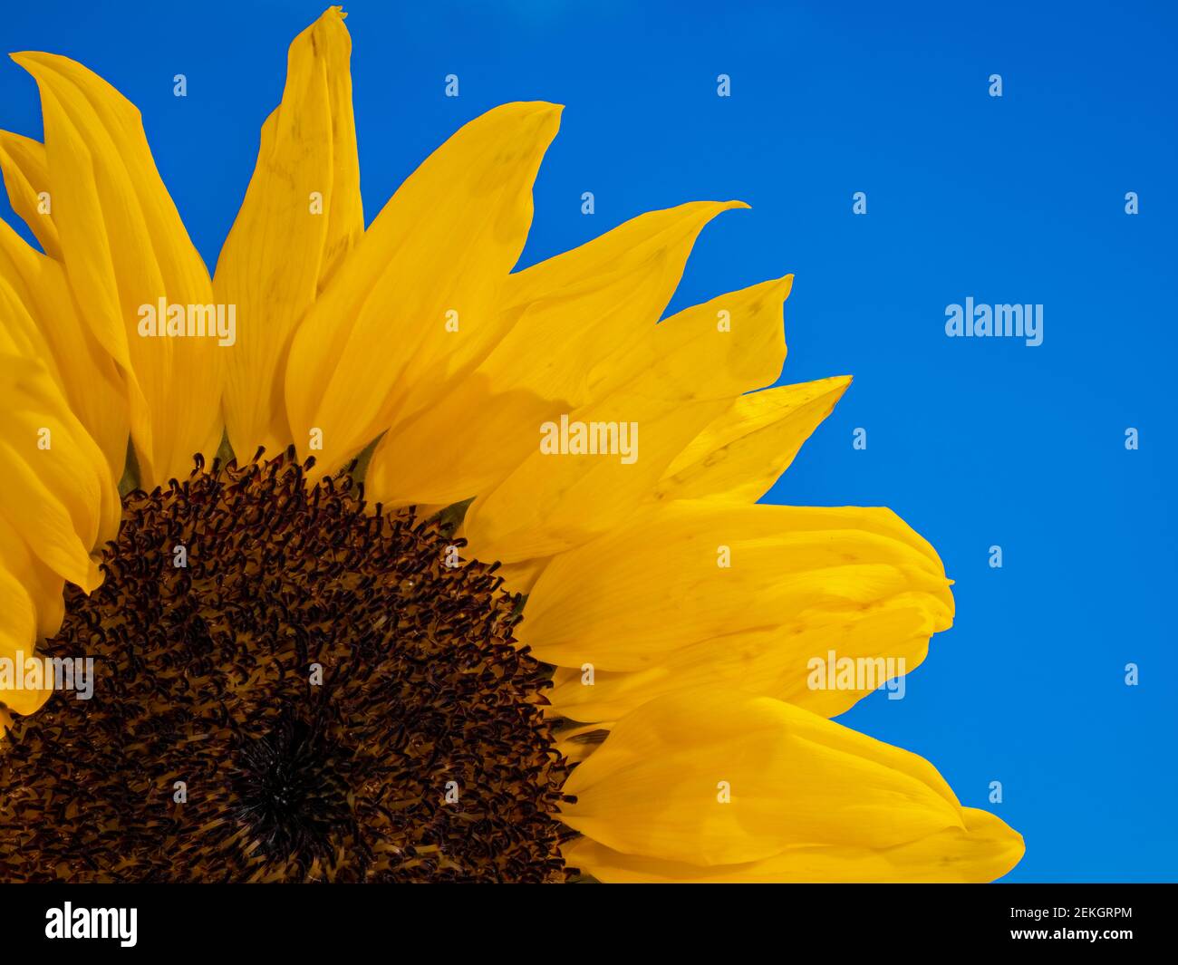 Primo piano di girasole giallo (Helianthus) contro il cielo blu Foto Stock