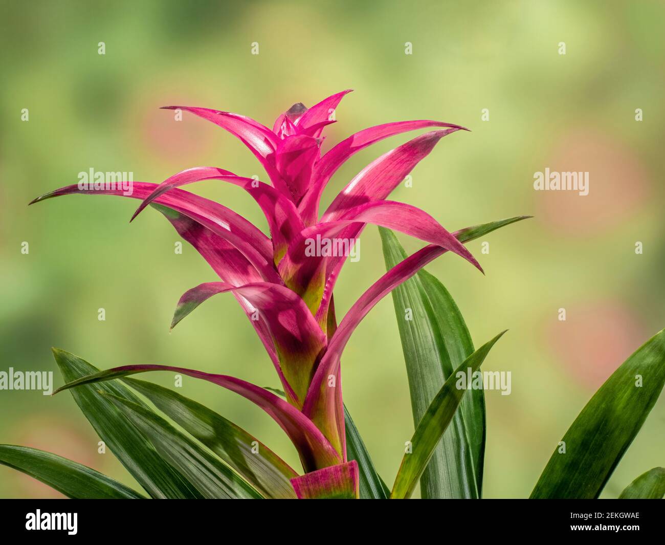 Primo piano di fiore rosso di bromelie Foto Stock