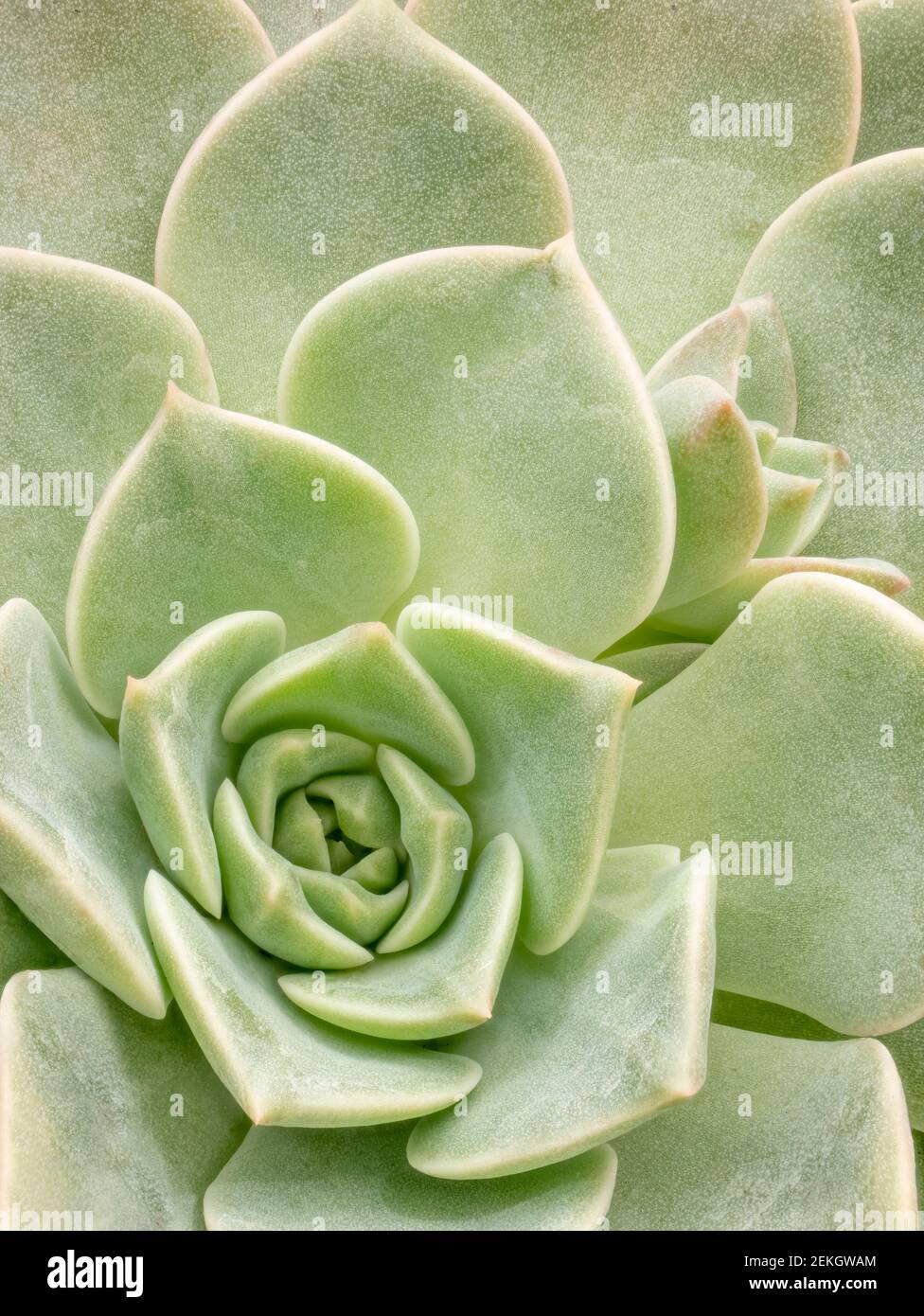 Primo piano di pianta succulenta verde Foto Stock