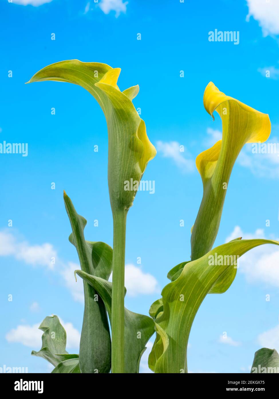 Primo piano di giallo giglio di calla (Zantedeschia) fiore ibrido Foto Stock