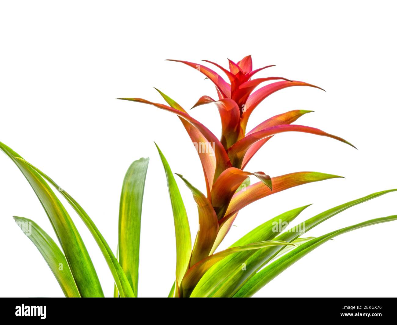 Primo piano di un fiore rosso di bromeliade su sfondo bianco Foto Stock