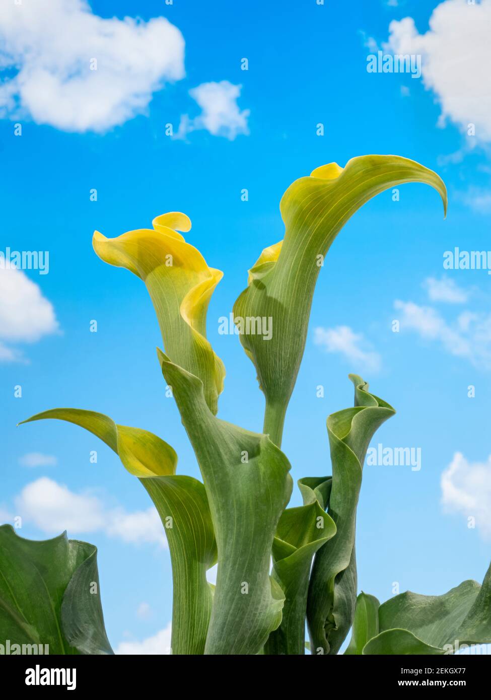 Primo piano di giallo giglio di calla (Zantedeschia) fiore ibrido Foto Stock
