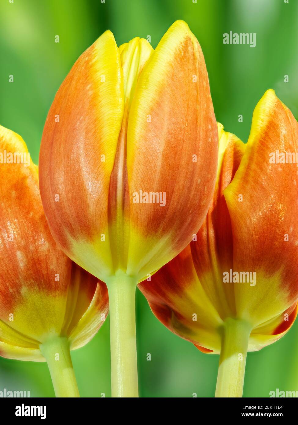 Primo piano di fiori di tulipano arancio Foto Stock