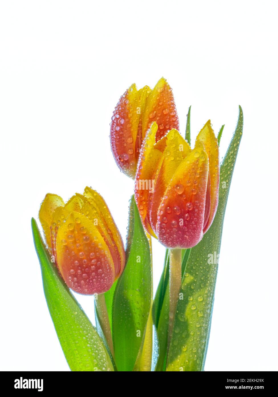 Fiori di tulipani arancioni con rugiada su sfondo bianco Foto Stock