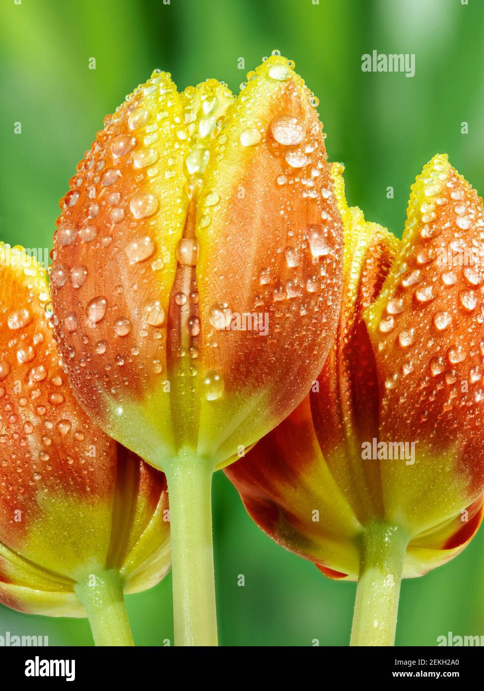 Primo piano di fiori di tulipano arancio con rugiada Foto Stock