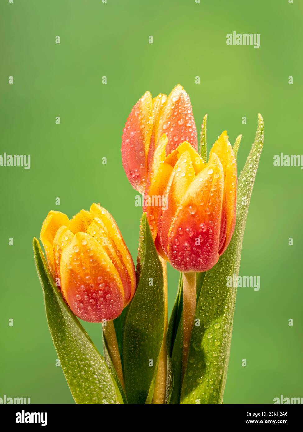 Tulipani arancioni con rugiada su sfondo verde Foto Stock