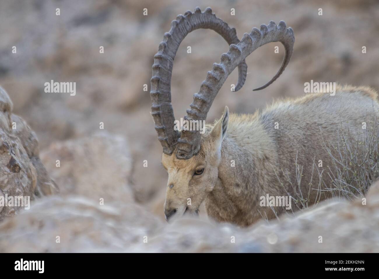 Lo stambecco nubiano (Capra nubiana) è una specie di capra che abita nel deserto e si trova nelle zone montane dell'Africa settentrionale e nordorientale e del Medio Oriente. Foto Stock