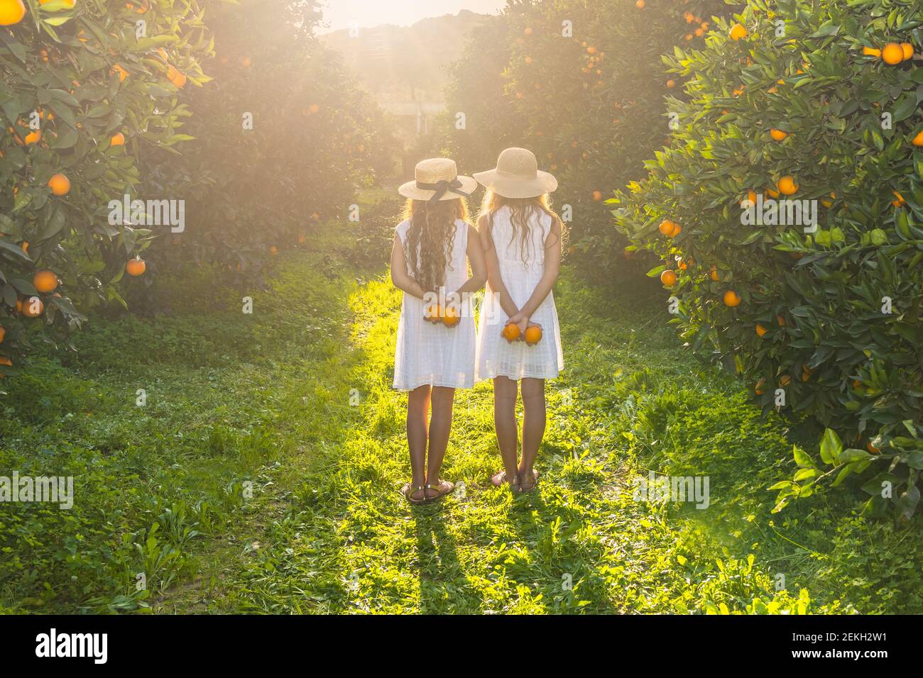 Vista posteriore di due ragazze che indossano vestiti bianchi e raccoglie arance nel giardino in Turchia di Antalya. Copia spazio. Foto Stock