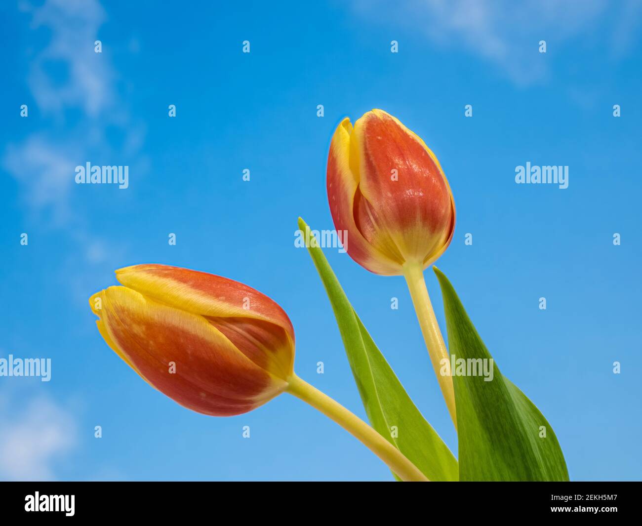 Primo piano di fiori di tulipano arancio contro il cielo blu Foto Stock
