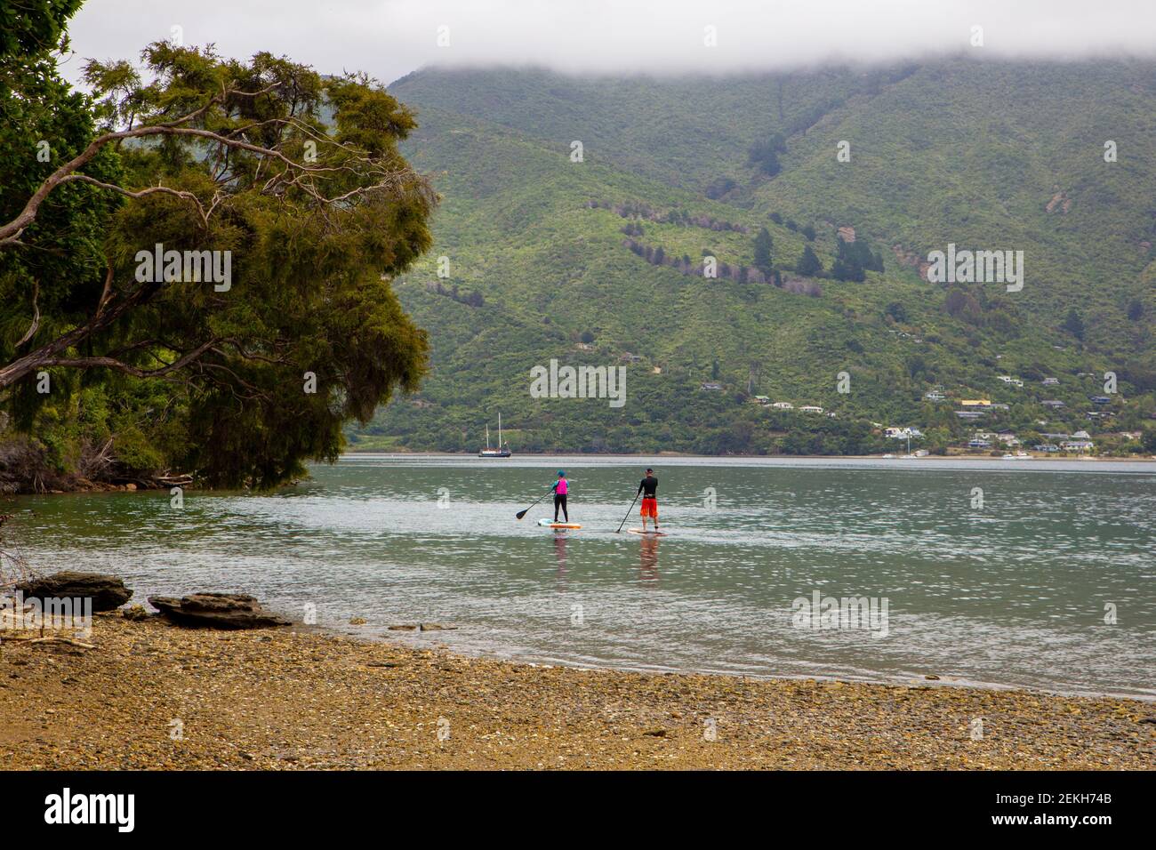 I paddle boarder si dirigono lungo la costa in una tranquilla giornata estiva, Marlborough Sounds, Nuova Zelanda Foto Stock