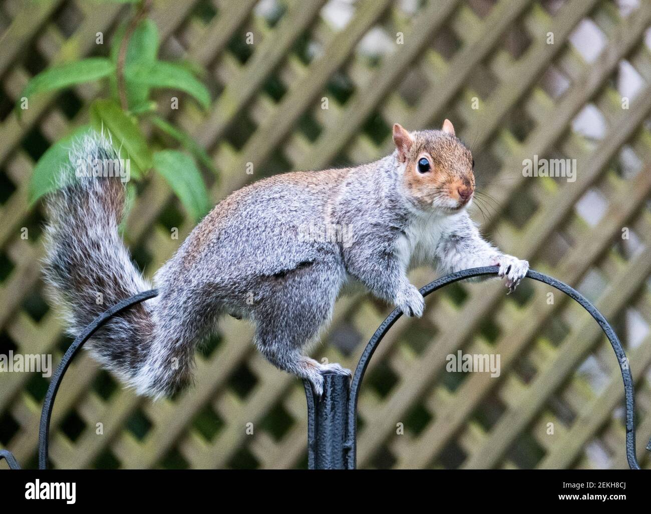 Squirrel grigio ( sciurus carolinessis) su un alimentatore di uccelli, Scozia, Regno Unito Foto Stock