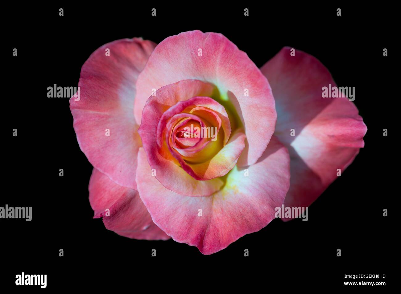 Primo piano di fiori di rosa Foto Stock