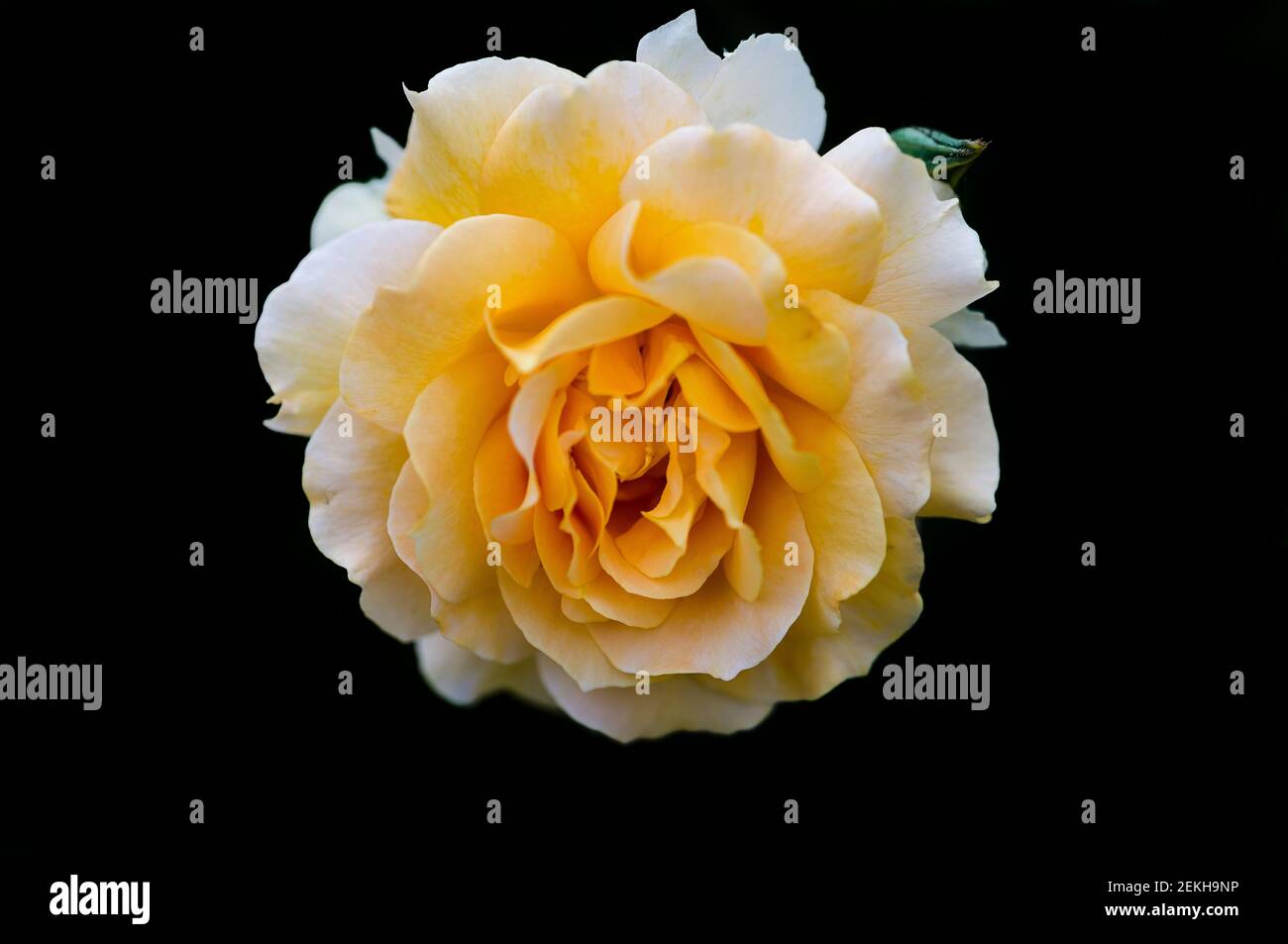 Primo piano di fiori di rosa gialli su sfondo nero Foto Stock