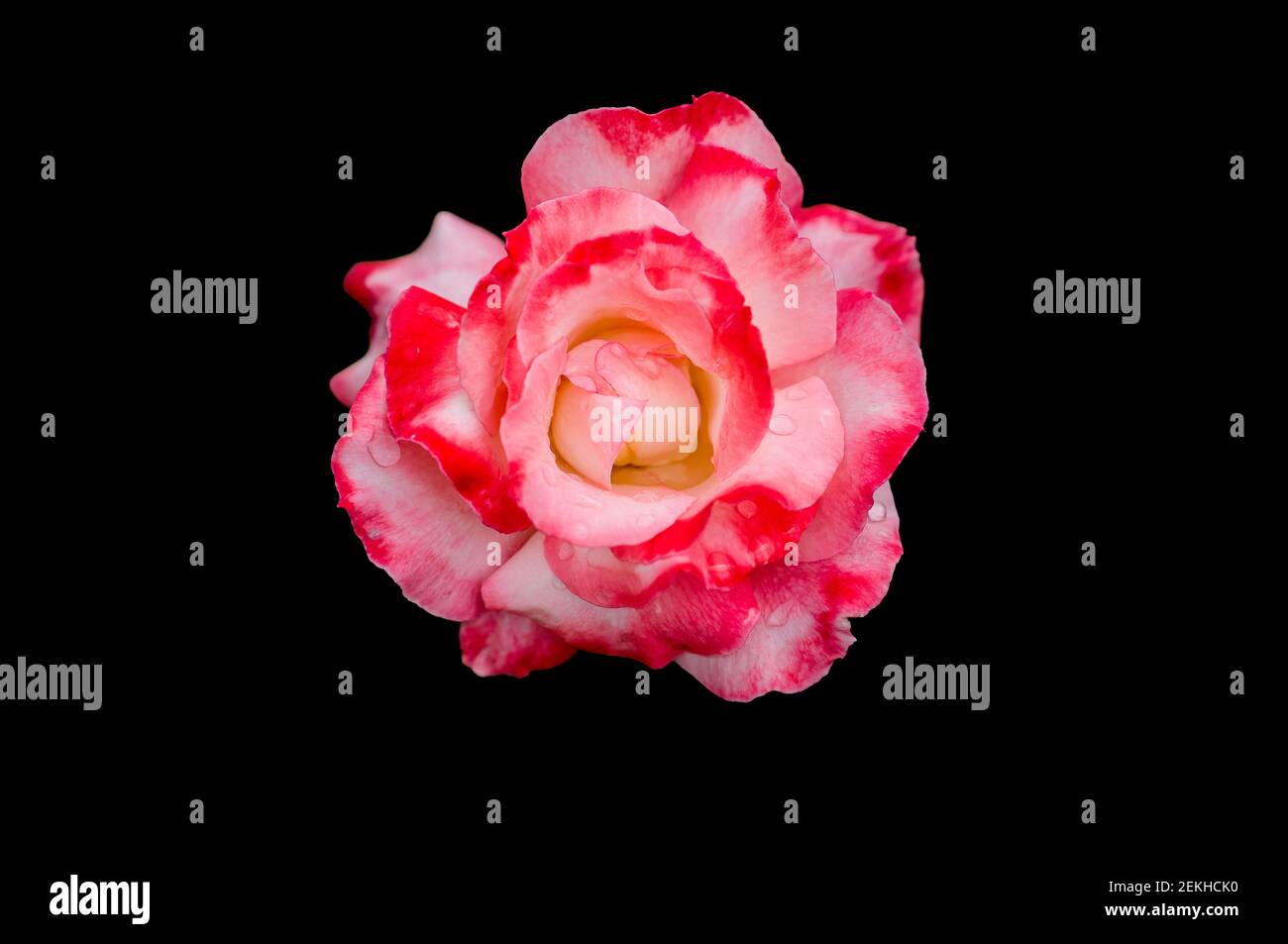 Testa rosa fiore su sfondo nero Foto Stock