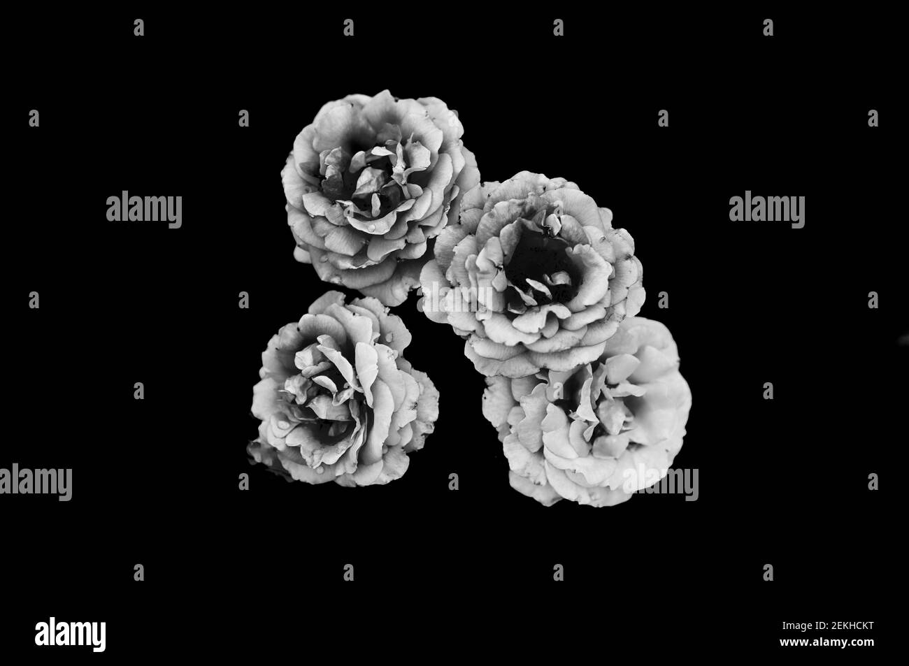 Teste di fiori di rosa in bianco e nero Foto Stock