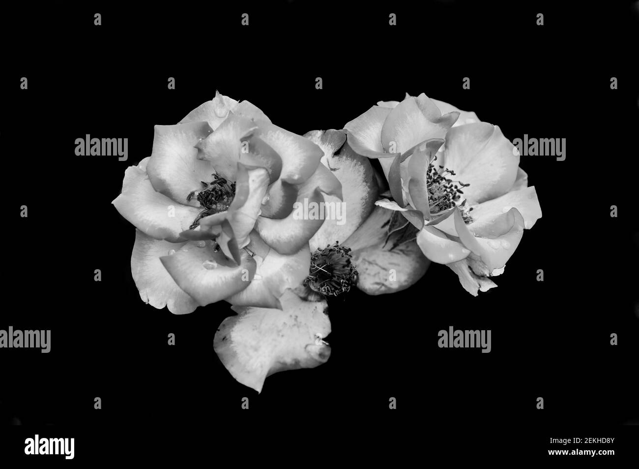 Teste di fiori di rosa in bianco e nero Foto Stock