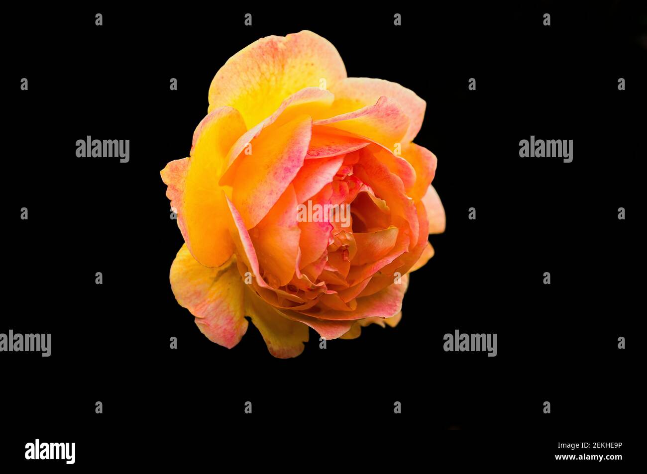 Testa di fiore rosa gialla e rosa su sfondo nero Foto Stock
