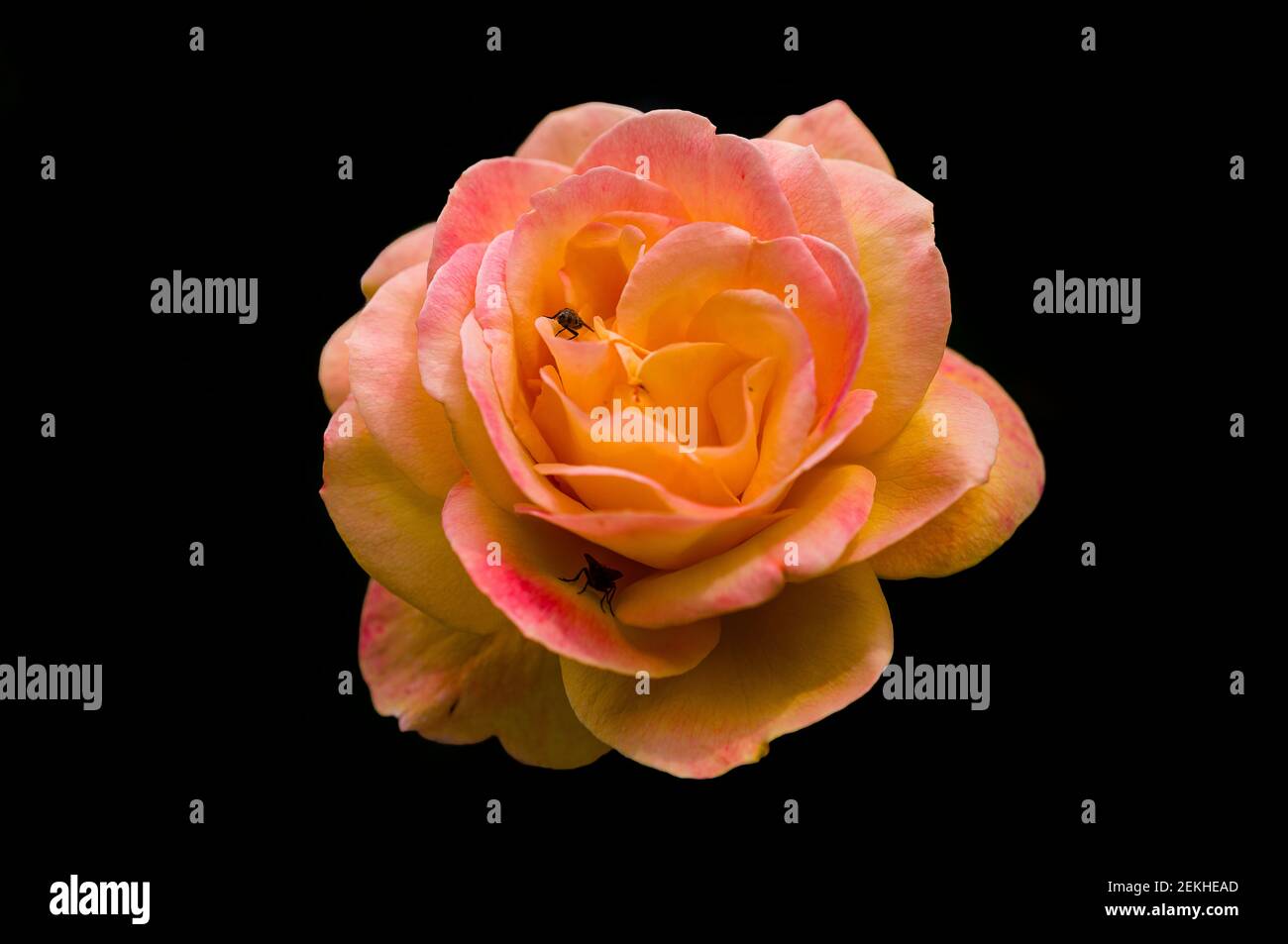 Vola sulla testa di fiori di rosa giallo e rosa in nero sfondo Foto Stock