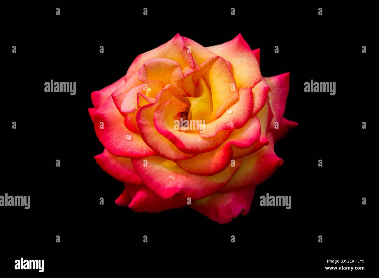 Testa di fiori di rosa rosso e giallo su sfondo nero Foto Stock