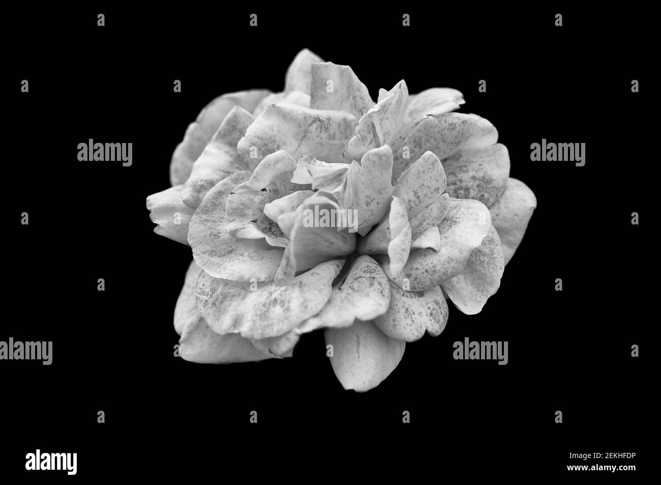Testa di fiore di rosa in bianco e nero Foto Stock