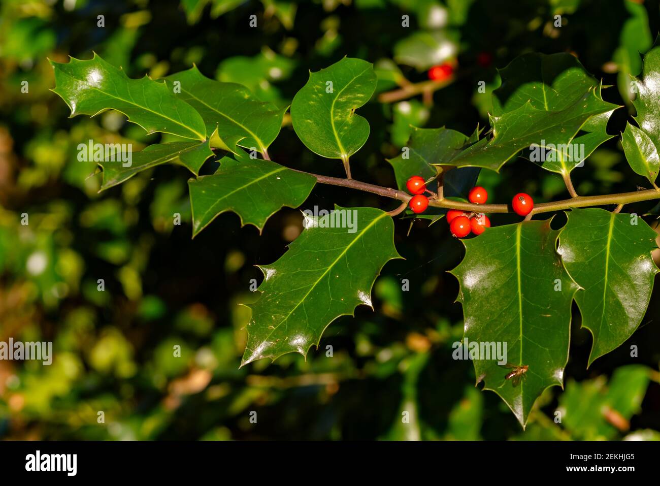 Ramo di agrifoglio europeo, Ilex aquifolium, con frutti rossi alla luce del sole Foto Stock