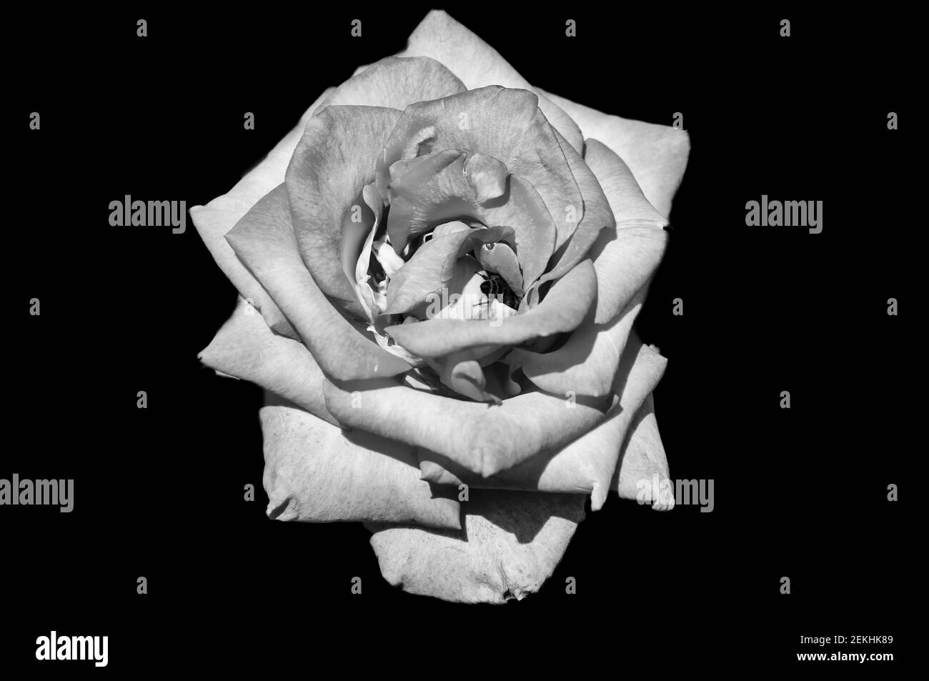 Rosa nera e bianca su sfondo nero Foto Stock