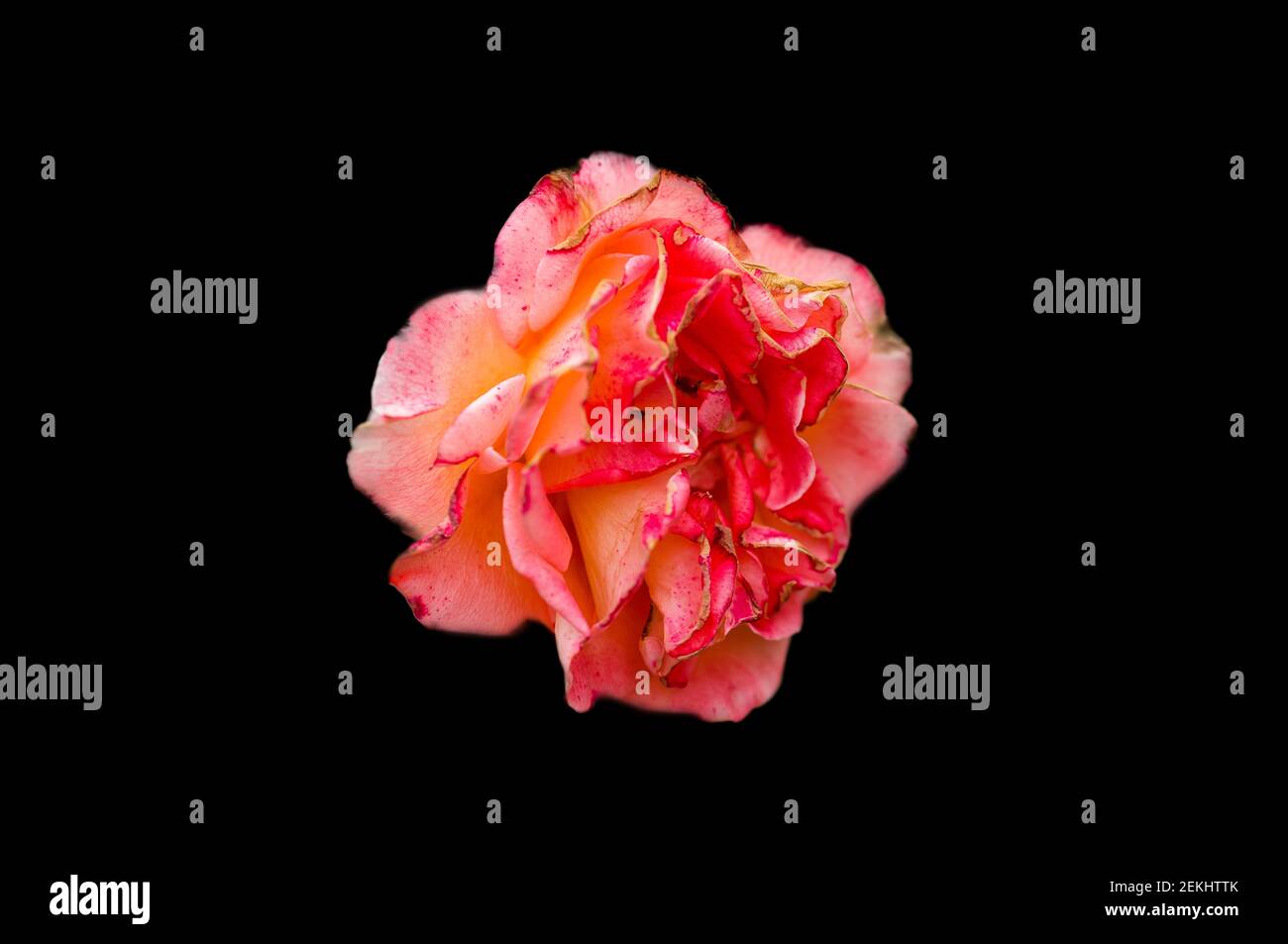 Primo piano di rosa rossa su sfondo nero Foto Stock