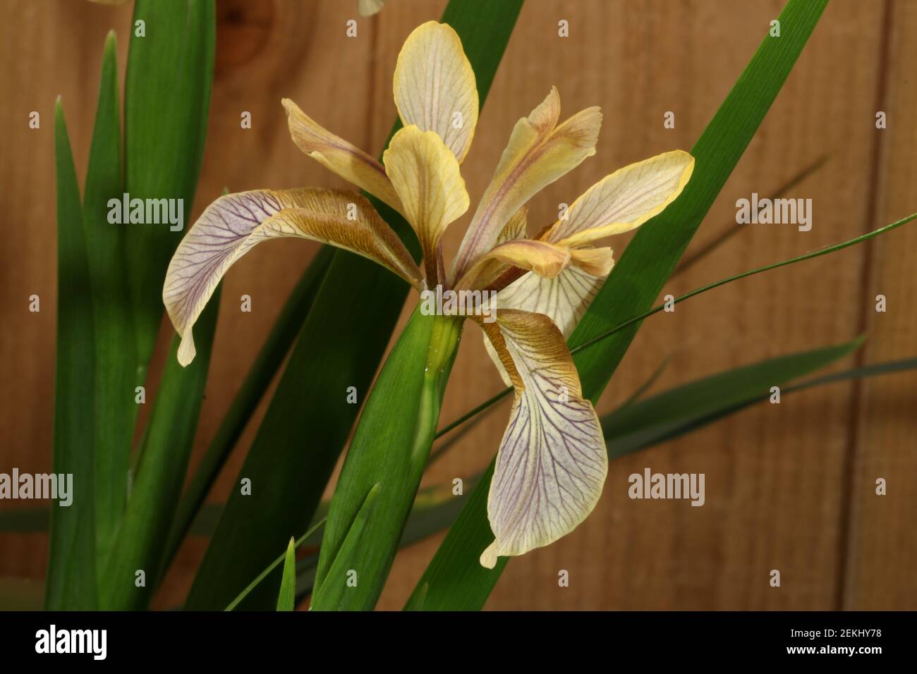 Un'immagine di un Iris che sta affondando in Fiore nel Estate Foto Stock