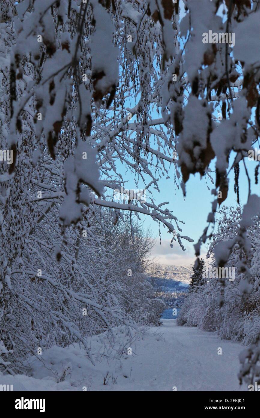 Winter Wonderland Foto Stock