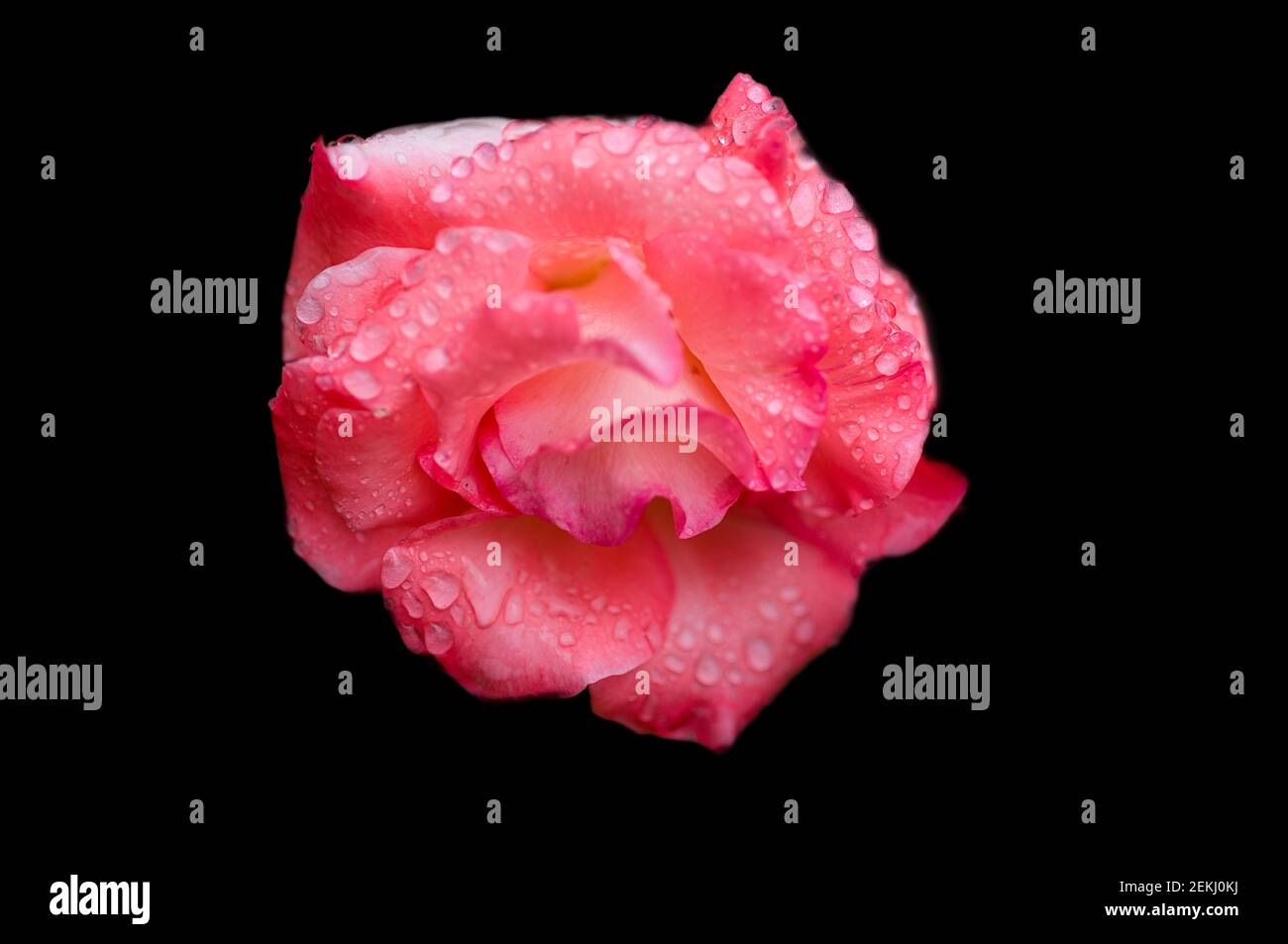Primo piano di fiori di rosa su sfondo nero Foto Stock