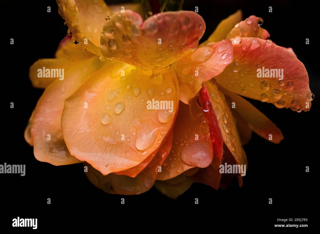 Primo piano di fiori di rosa su sfondo nero Foto Stock