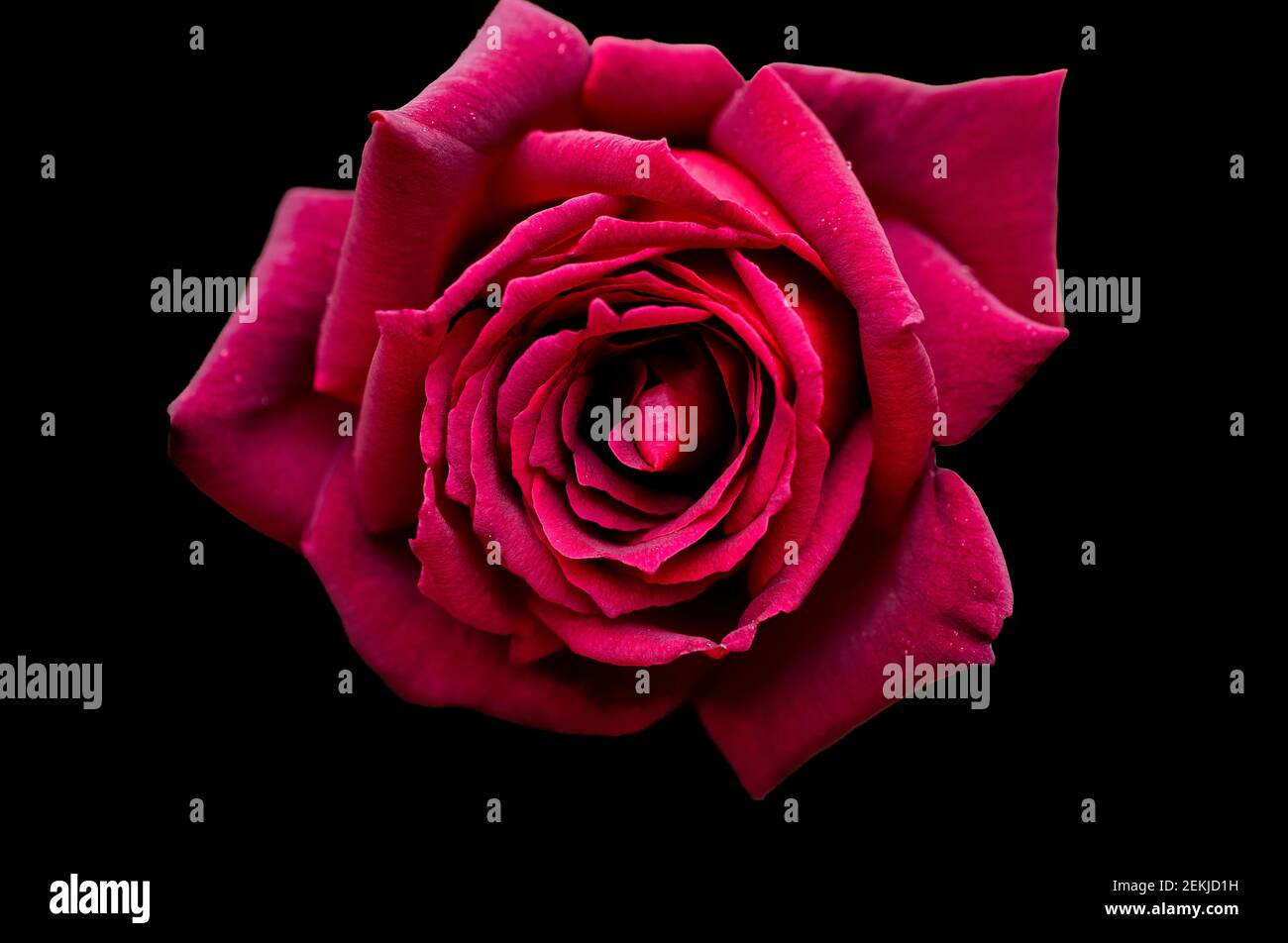 Primo piano di fiori di rosa su sfondo nero Foto Stock