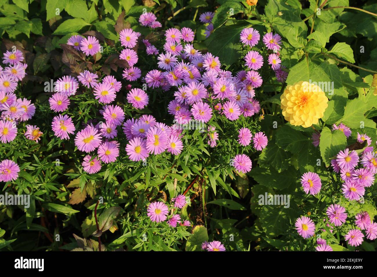 Fiori: Primo piano di Dahlia singola gialla tra Daisie viola che crescono in giardino alla luce del sole serale durante l'autunno Foto Stock