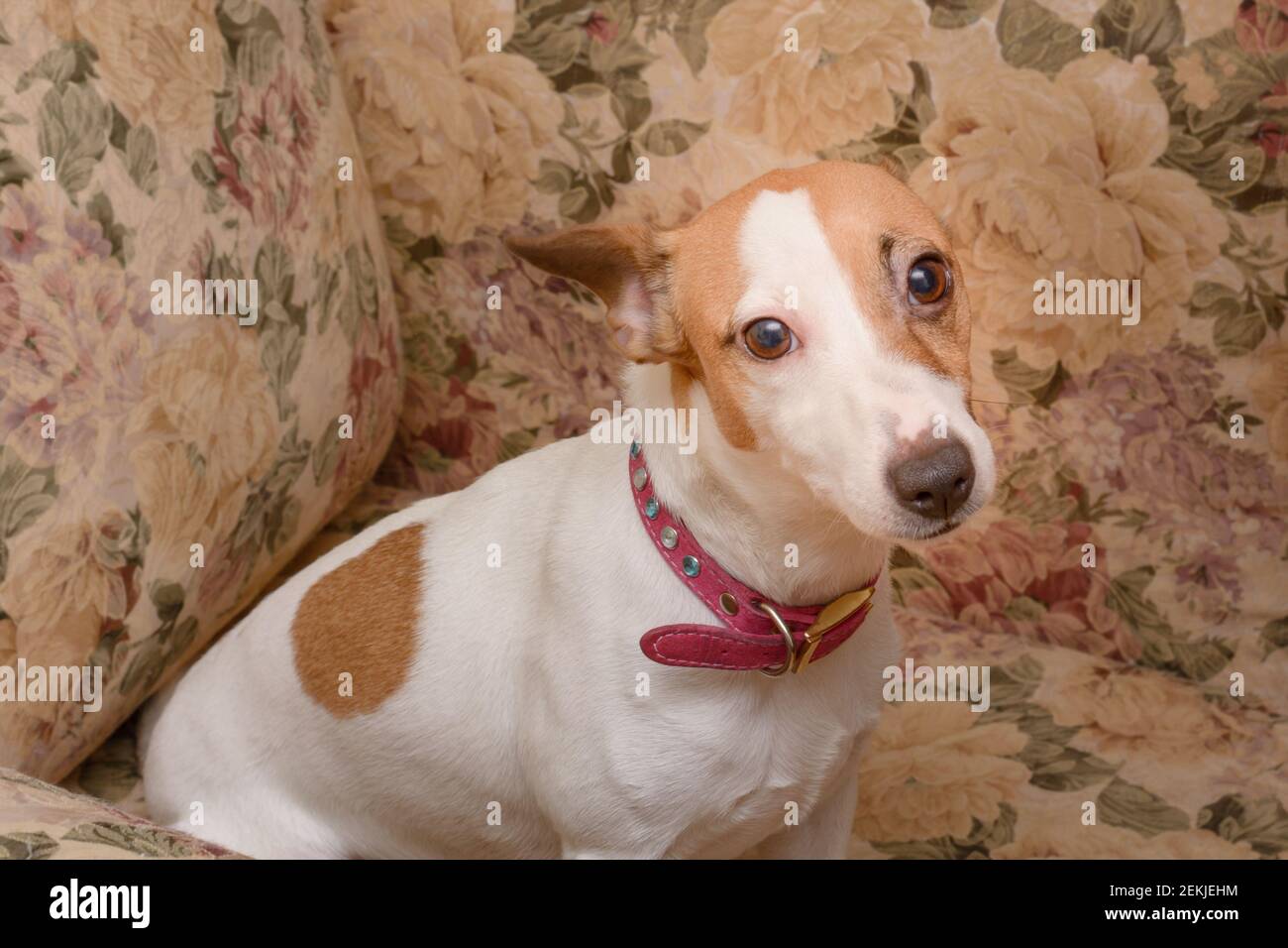 Jack Russell terrier cane si siede in sedia a casa e guarda fotocamera. Animale domestico preferito con occhi intelligenti. Foto Stock