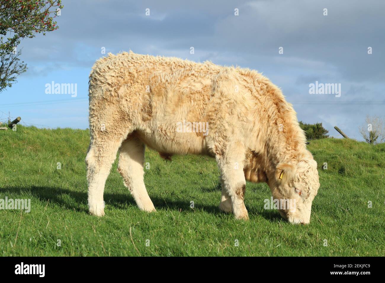 Bovini: Razza Charolais giovenco pascolo su terreni agricoli in Irlanda rurale Foto Stock