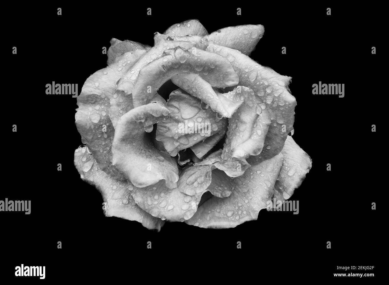 Testa di fiori di rosa ricoperta di rugiada in bianco e nero Foto Stock