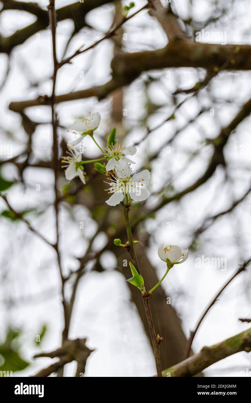 Fiore dell'albero di prugna dalla varietà di prugna rossa al tempo delle molle Foto Stock