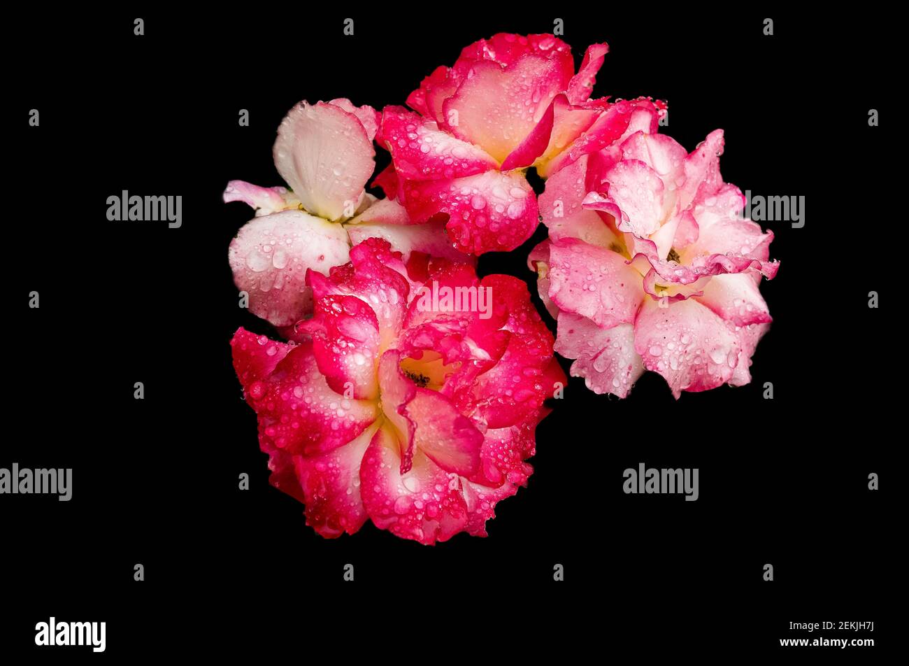 Teste rosa e bianche ricoperte di rugiada su sfondo nero Foto Stock