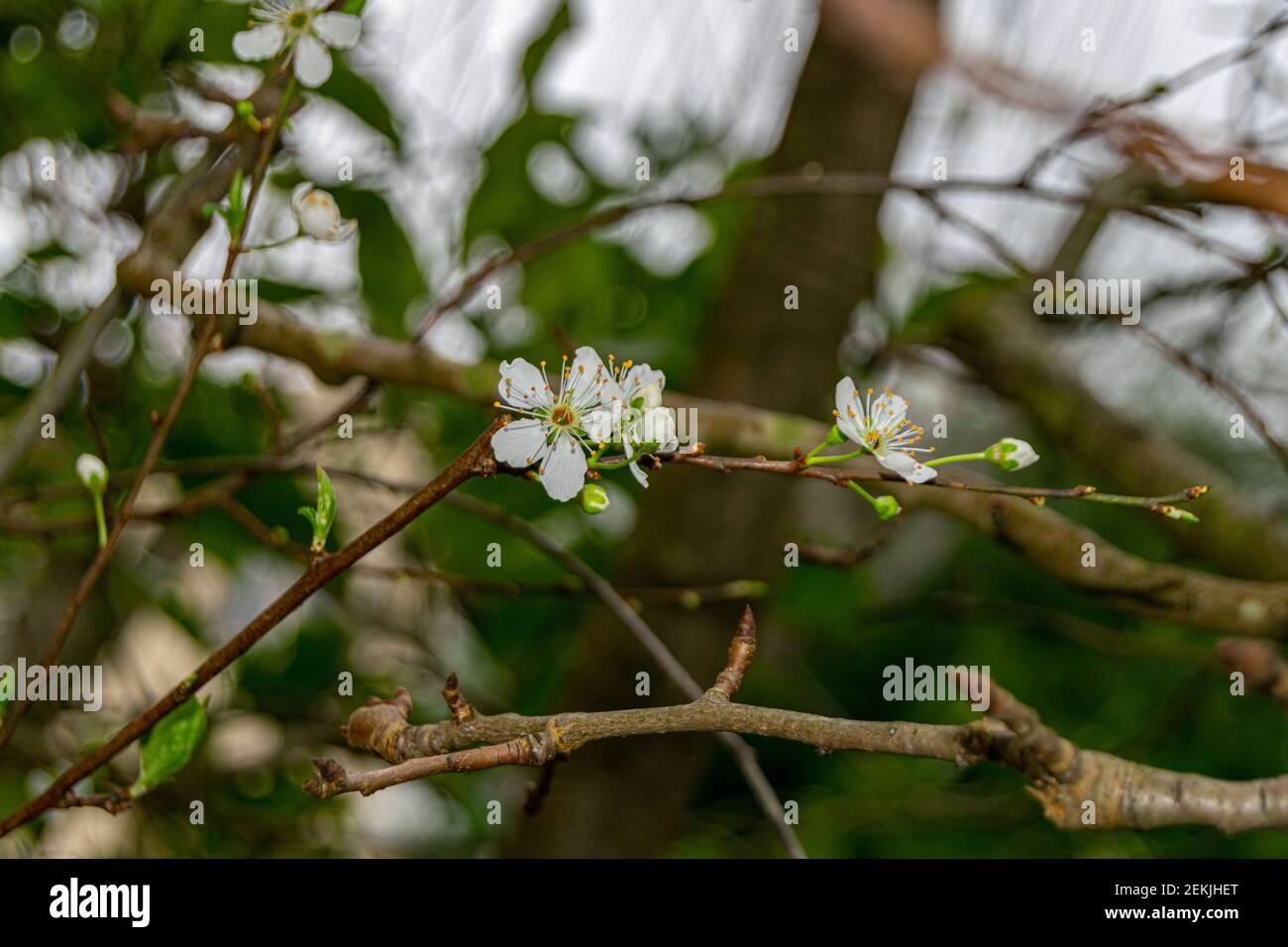 Fiore dell'albero di prugna dalla varietà di prugna rossa Foto Stock