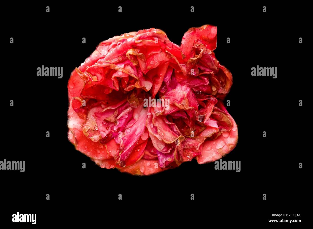 Testa rosa sbiadita ricoperta di rugiada su sfondo nero Foto Stock