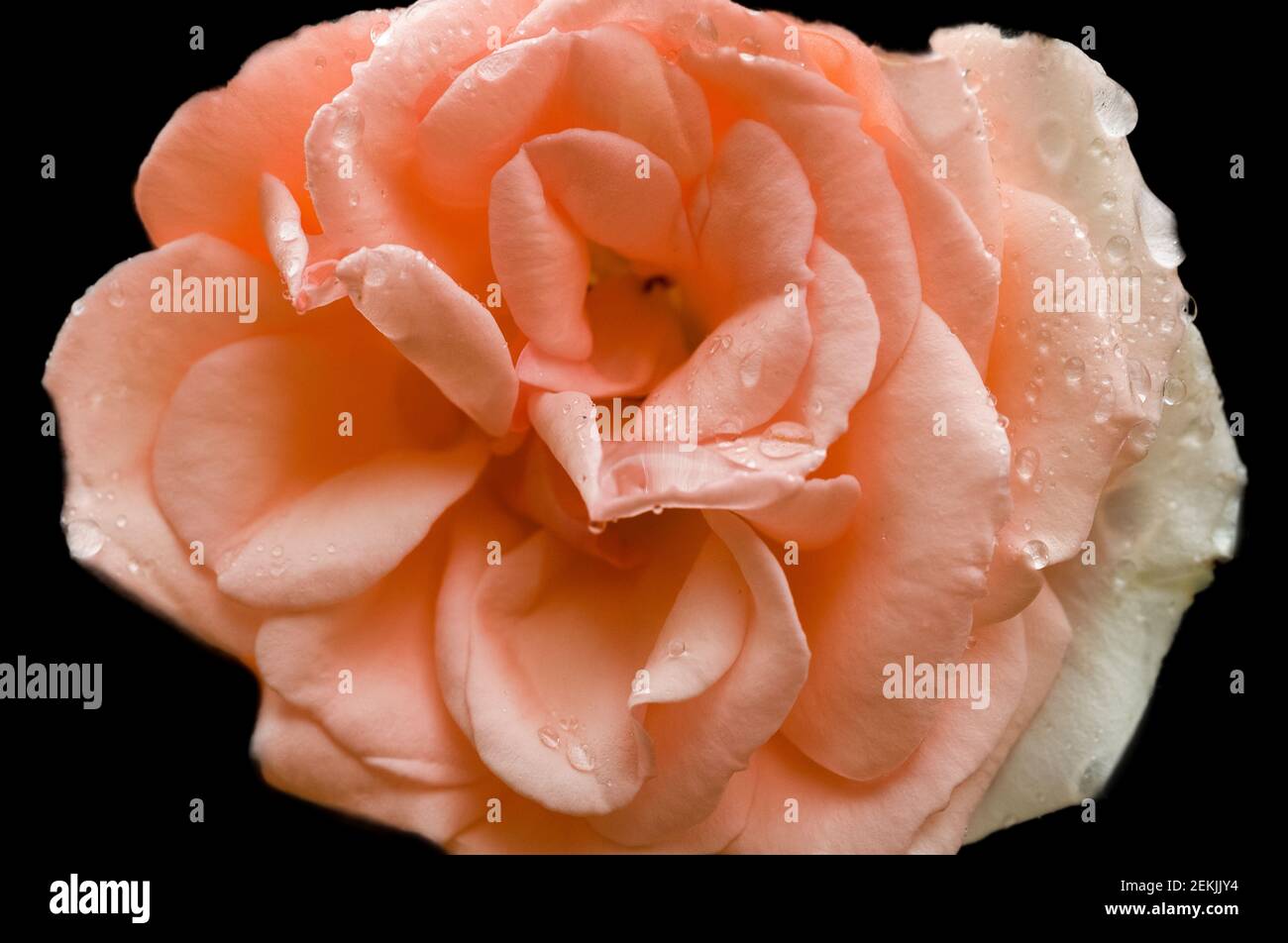 Testa di rosa di pesche ricoperta di rugiada su sfondo nero Foto Stock