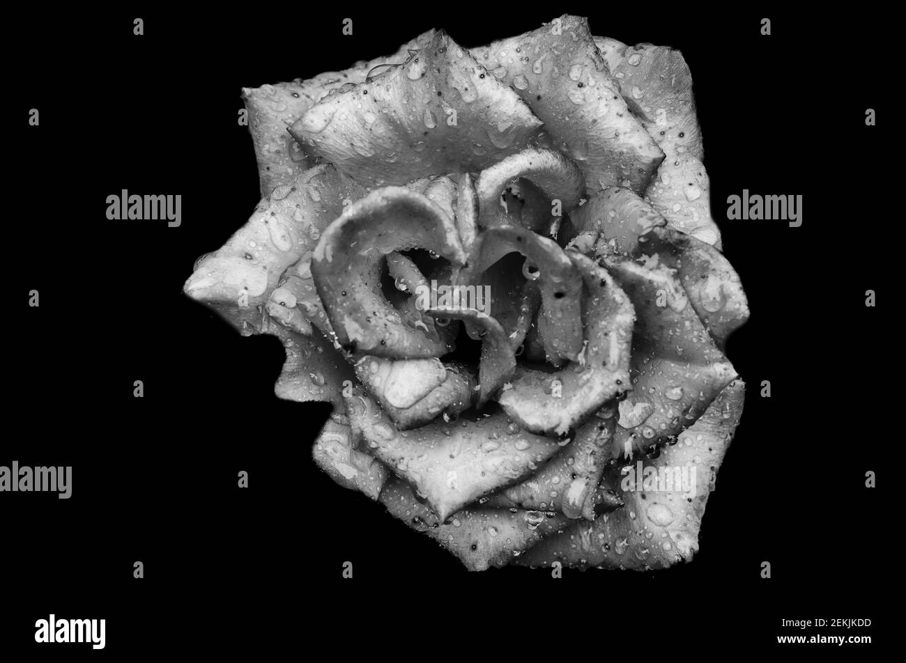 Testa di fiori di rosa ricoperta di rugiada in bianco e nero Foto Stock
