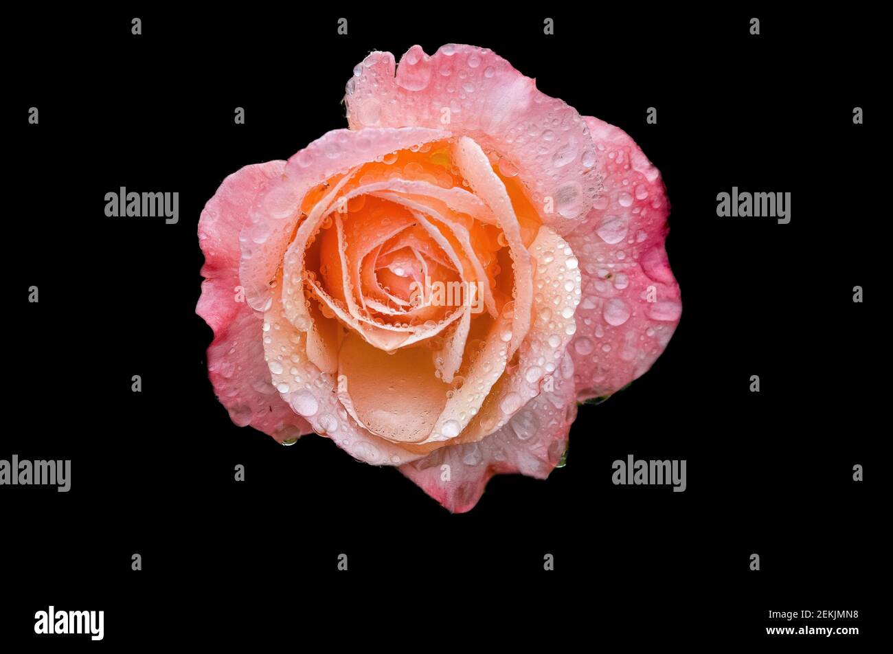 Rugiada coperta rosa e pesca testa rosa in fondo nero Foto Stock