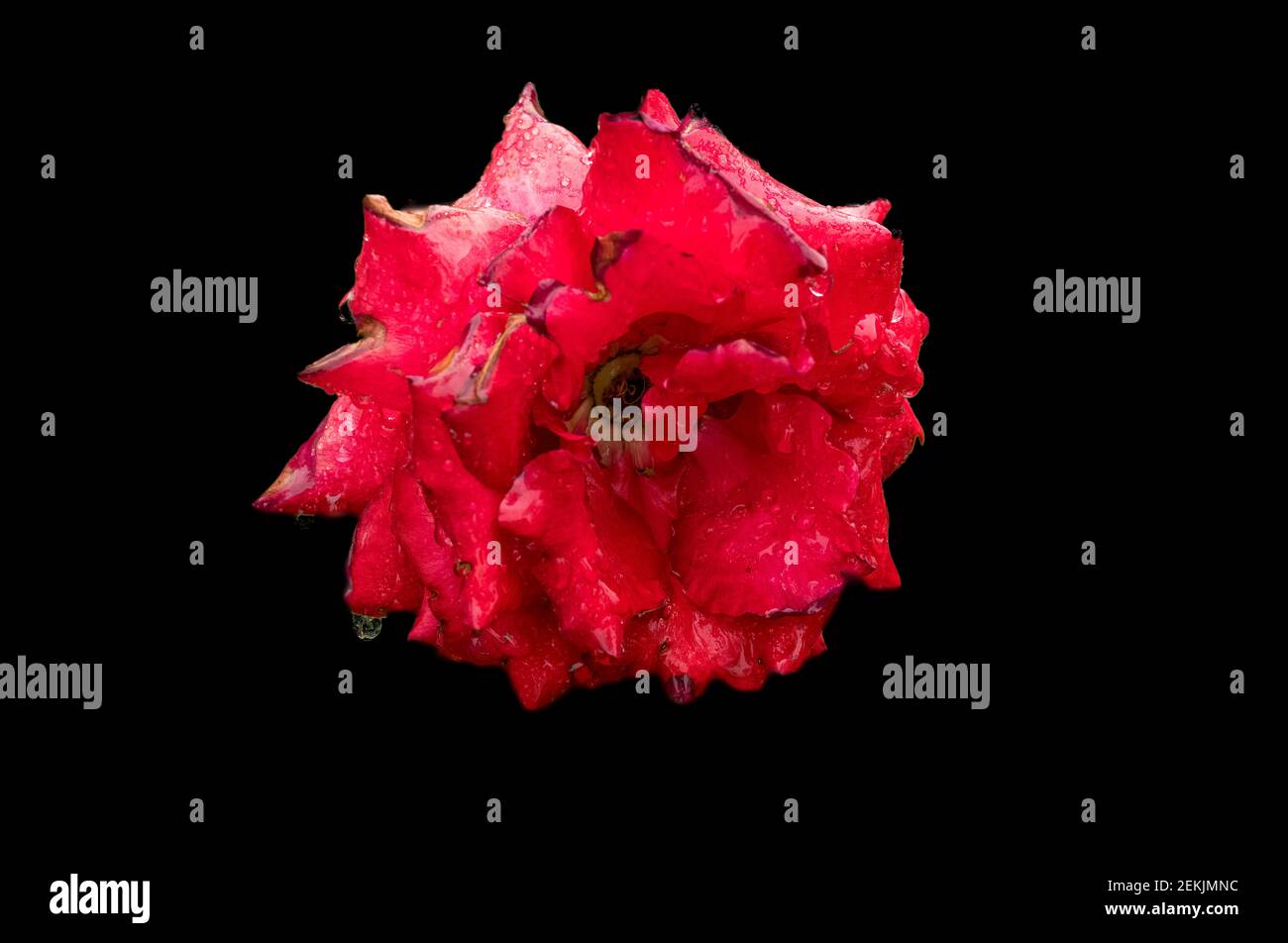 Testa di rosa rossa coperta di rugiada su sfondo nero Foto Stock